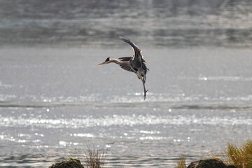 Beautiful Douro river heron hovering