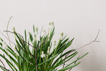 Beautiful muscari in flower pot close up on white background. First spring flowers. White muscari and branch arrangement, floral spring decor - obrazy, fototapety, plakaty