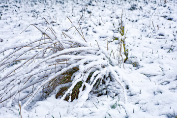 A wonderful winter forest in Bavaria