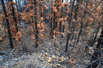 August 2023 fire going up Mount Teide, photographed in September