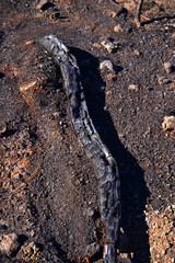 August 2023 fire going up Mount Teide, photographed in September