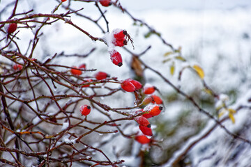 A wonderful winter forest in Bavaria