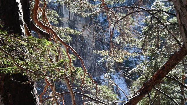 Water from melting snow sprinkles over pine branches