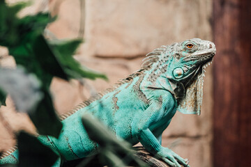loup, oiseaux, serpent, caméléon, panda roux, zoo,  félin, carnivore, gros chat
