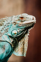 Fototapeta premium loup, oiseaux, serpent, caméléon, panda roux, zoo, félin, carnivore, gros chat