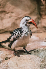 loup, oiseaux, serpent, caméléon, panda roux, zoo,  félin, carnivore, gros chat