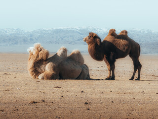 camels in the desert