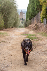 A dog walking on a path in the rural Tuscany, the church tower of Vinci is in the background