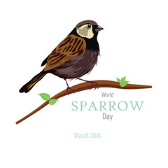 World Sparrow Day.sparrow on branch and white background.