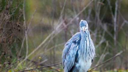 The grey heron (Ardea cinerea) is a long-legged predatory wading bird of the heron family