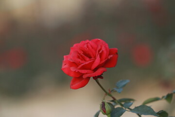 Roses and flower cultivation