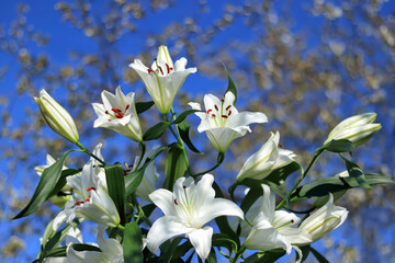 Fototapeta na wymiar White Lily. Close-up of Lilium flower on blue background. Beautiful Lilium Candidum flower. Easter Lily flowers greeting card. White Lily Lilies blooming on blue sky. Beautiful spring plant 