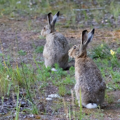 European hare