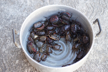 Freshwater crabs or rice field crabs in pot, prepared for cooking. Concept, food ingredient from nature, can be cook in various menu. Crabs in local, Thailand. Enemy of rice plants.