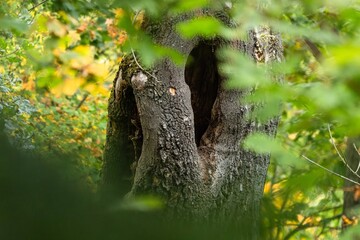 View of the dark hole in the tree trunk surrounded with green and yellow leaves. Autumn nature in...