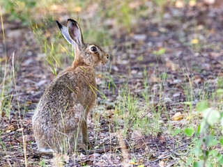 European hare