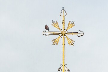 An eurasian kestrel perching on the golden cross on the top of a church in Prague. Bird in the city.