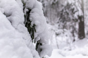 Close-up of a spruce branch covered with snow against the background of a winter forest under snowfall