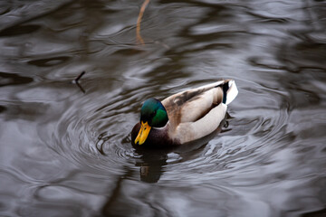 Wild ducks on a clear lake, bright and full of vitality