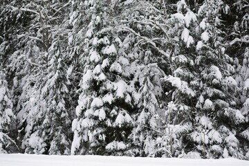 Snow-covered branches of a dense winter forest © Alexei Vinnikov