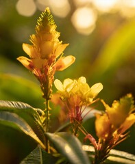 Tropical flower in the jungle macro photography