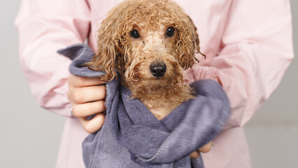 After the bath, the groomer or veterinarian drys the dog with a towel. Animal spa and hygiene concept in pet grooming salon. Hair care and hygiene products for animals.
