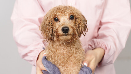After the bath, the groomer or veterinarian drys the dog with a towel. Animal spa and hygiene...