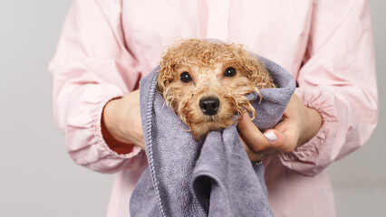 After the bath, the groomer or veterinarian drys the dog with a towel. Animal spa and hygiene...