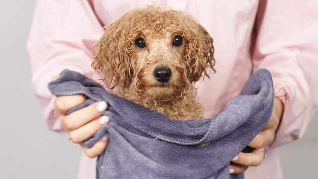 After the bath, the groomer or veterinarian drys the dog with a towel. Animal spa and hygiene concept in pet grooming salon. Hair care and hygiene products for animals.