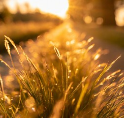 Countryside/field background, wheat leaves macro photography at golden hour