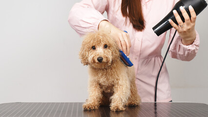 A female groomer blow-dries and combs a small purebred dog on a grooming table in a dog beauty...