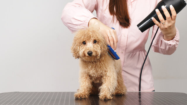 A female groomer blow-dries and combs a small purebred dog on a grooming table in a dog beauty salon. Hairdressing salon for animals. Caring for animals.