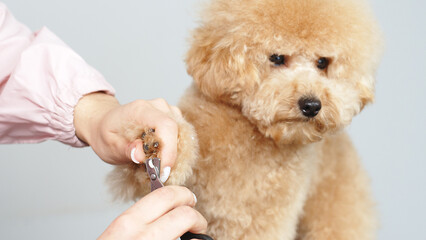 The groomer carefully cares for the little puppy's claws and paws. Nail trimming, hygiene. Puppy health, care procedures. Grooming salon treatment of animal paws. Examination at the veterinary clinic