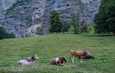 Vacas en el valle junto a una montaña alta en Lauterbrunnen, Suiza. Turismo rural