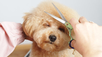 A professional pet groomer gives a cute haircut to a poodle dog with scissors. A woman doing her...