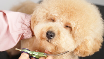 A professional pet groomer gives a cute haircut to a poodle dog with scissors. A woman doing her hair at a pet hair salon. grooming salon. Pet spa.