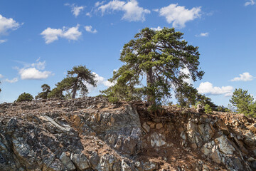 Beautiful cedar tree on the mountain cliff in the mountains of Troodos in Cyprus.