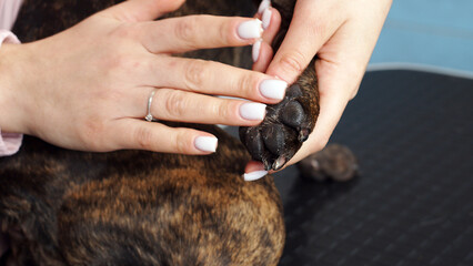 Obraz premium Woman groomer waxes the paw pads of a cute French bulldog dog. The concept of professional care in the salon or at home, animal care products.