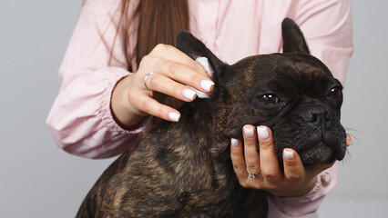 A female groomer wipes the ears of a cute French bulldog. Concept of professional care in salon or...