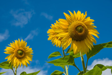 vibrant yellow sunflower heads against a bright blue sky