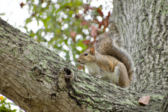 Grey squirrel (sciurus carolinensis) on a tree 