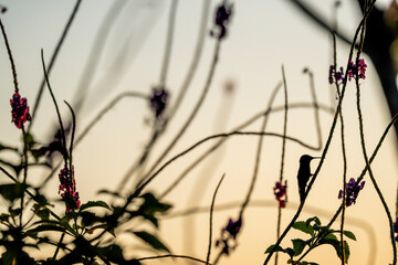 Charming hummingbird in flight fine art bird flying