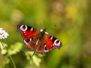 Peacock Butterfly Resting. Wings Open.