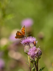 Small Copper Butterfly on Creeping Thistle