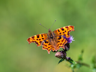 Comma Butterfly on Creeping Thistle