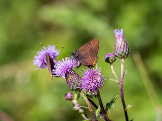 White-letter Hairstreak on Creeping Thistle
