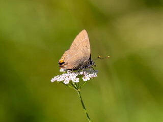 White-letter Hairstreak. Wings Closed.
