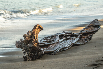 Shiny drift wood on the beach wet in Costa Rica