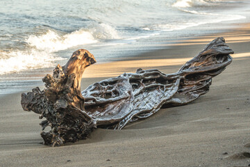 Shiny drift wood on the beach wet in Costa Rica