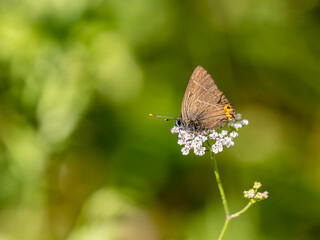 White-letter Hairstreak. Wings Closed.